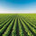 Harnessing Efficiency and Sustainability: How FIBCs Revolutionize Agriculture